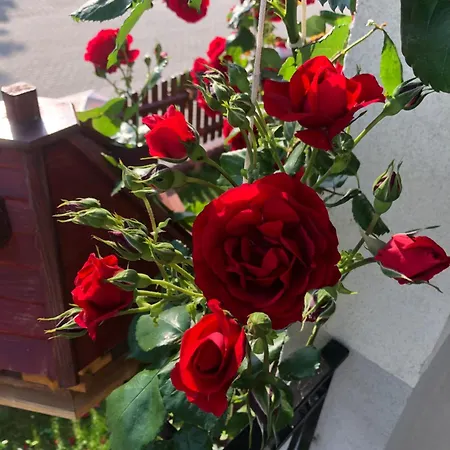 Apartamenty Szyper Jastarnia